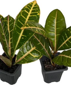 Colorful Croton Petra Live Plant - 2 Pack, 3