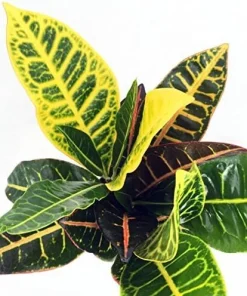 Colorful Croton Petra Live Plant - 2 Pack, 3