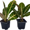 Colorful Croton Petra Live Plant - 2 Pack, 3" Pot, Indoor Foliage - Image 1