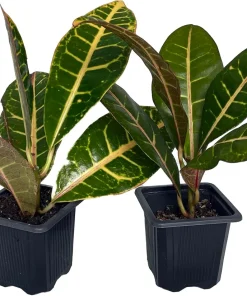 Colorful Croton Petra Live Plant - 2 Pack, 3
