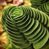 Colorful Echeveria Mix Succulent Seeds – Rare Exotic Hen & Chicks – 50 Seed Pack – Indoor/Outdoor - Image 1