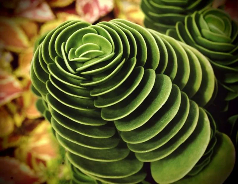 Colorful Echeveria Mix Succulent Seeds – Rare Exotic Hen & Chicks – 50 Seed Pack – Indoor/Outdoor - Image 1