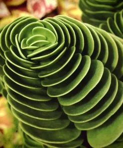 Colorful Echeveria Succulent Seeds - Mix Rare Exotic Hen & Chicks - Image 2