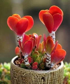 Colorful Echeveria Succulent Seeds - Mix Rare Exotic Hen & Chicks - Image 3
