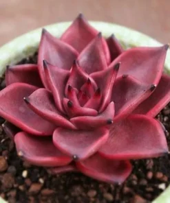 Colorful Echeveria Succulent Seeds - Mix Rare Exotic Hen & Chicks - Image 4
