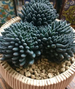 Colorful Echeveria Succulent Seeds - Mix Rare Exotic Hen & Chicks - Image 5