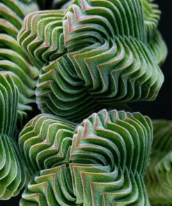 Colorful Echeveria Succulent Seeds - Mix Rare Exotic Hen & Chicks - Image 6