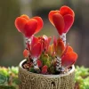 Colorful Echeveria Succulent Seeds Mix - Rare Exotic Hen & Chicks - 5 to 50 Seeds - Image 1