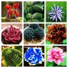 Colorful Echeveria Succulent Seeds - Mix Rare Exotic Hen & Chicks - Image 1