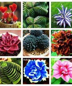 Colorful Echeveria Succulent Seeds - Mix Rare Exotic Hen & Chicks - Image 1