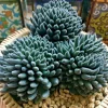 Colorful Echeveria Succulent Seeds - Rare Exotic Hen & Chicks Mix - Image 1