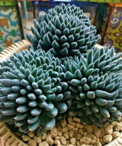 Colorful Echeveria Succulent Seeds - Rare Exotic Hen & Chicks Mix - Image 1