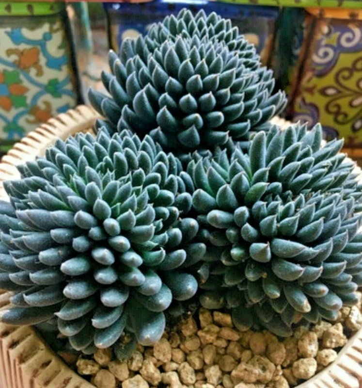 Colorful Echeveria Succulent Seeds - Rare Exotic Hen & Chicks Mix - Image 1