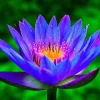 Colorful Lotus Water Lily Bulbs - Easy Grow Perennial Aquatic Plant Seeds - Image 1