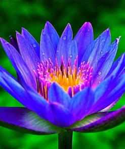 Colorful Lotus Water Lily Bulbs - Easy Grow Perennial Aquatic Plant Seeds - Image 1
