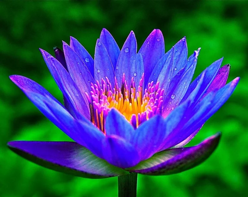 Colorful Lotus Water Lily Bulbs - Easy Grow Perennial Aquatic Plant Seeds - Image 1