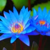 Colorful Lotus Water Lily Seeds - Easy Grow Pond & Aquarium Plant Bulbs - Image 1