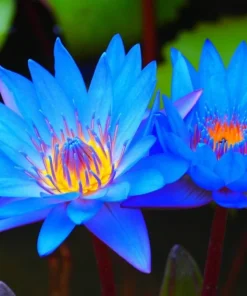 Colorful Lotus Water Lily Seeds - Easy Grow Pond & Aquarium Plant Bulbs - Image 1