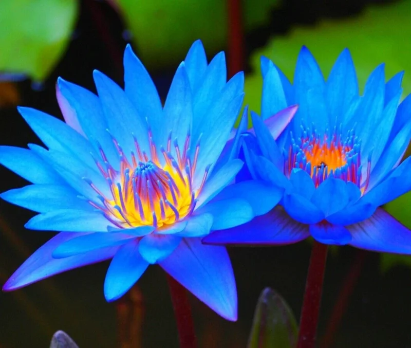 Colorful Lotus Water Lily Seeds - Easy Grow Pond & Aquarium Plant Bulbs - Image 1