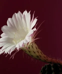 Colorful Succulent Mix Seeds - Exotic Cactus Flower Succulents Seed 30 Seeds Indoor/Outdoor - Image 10