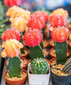 Colorful Succulent Mix Seeds - Exotic Cactus Flower Succulents Seed 30 Seeds Indoor/Outdoor - Image 11