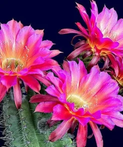 Colorful Succulent Mix Seeds - Exotic Cactus Flower Succulents Seed 30 Seeds Indoor/Outdoor - Image 12