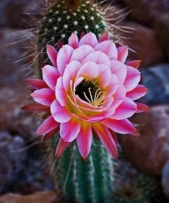 Colorful Succulent Mix Seeds - Exotic Cactus Flower Succulents Seed 30 Seeds Indoor/Outdoor - Image 2