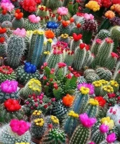 Colorful Succulent Mix Seeds - Exotic Cactus Flower Succulents Seed 30 Seeds Indoor/Outdoor - Image 3