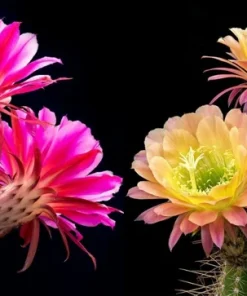 Colorful Succulent Mix Seeds - Exotic Cactus Flower Succulents Seed 30 Seeds Indoor/Outdoor - Image 4