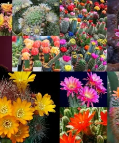 Colorful Succulent Mix Seeds - Exotic Cactus Flower Succulents Seed 30 Seeds Indoor/Outdoor - Image 5