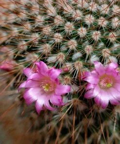 Colorful Succulent Mix Seeds - Exotic Cactus Flower Succulents Seed 30 Seeds Indoor/Outdoor - Image 6