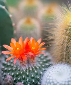Colorful Succulent Mix Seeds - Exotic Cactus Flower Succulents Seed 30 Seeds Indoor/Outdoor - Image 7