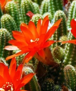 Colorful Succulent Mix Seeds - Exotic Cactus Flower Succulents Seed 30 Seeds Indoor/Outdoor - Image 8
