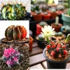 Colorful Succulent Mix Seeds - Exotic Cactus Flower Succulents Seed 30 Seeds Indoor/Outdoor - Image 1