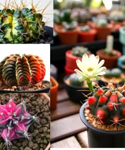 Colorful Succulent Mix Seeds - Exotic Cactus Flower Succulents Seed 30 Seeds Indoor/Outdoor - Image 1