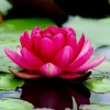 Colorful Water Lily & Lotus Bulbs - Easy Grow Aquatic Pond Plant - Image 1