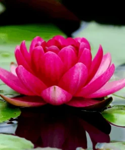 Colorful Water Lily & Lotus Bulbs - Easy Grow Aquatic Pond Plant - Image 1