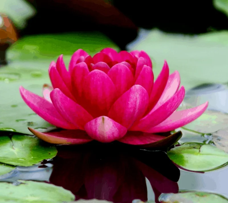 Colorful Water Lily & Lotus Bulbs - Easy Grow Aquatic Pond Plant - Image 1