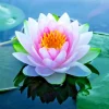 Colorful Water Lily & Lotus Plant Seeds - Easy Grow Aquarium Aquatic Plant Bulbs - Image 1