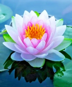 Colorful Water Lily & Lotus Plant Seeds - Easy Grow Aquarium Aquatic Plant Bulbs - Image 1