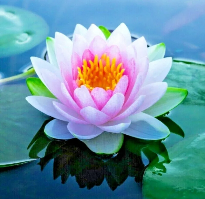 Colorful Water Lily & Lotus Plant Seeds - Easy Grow Aquarium Aquatic Plant Bulbs - Image 1