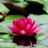 Colorful Water Lily Seeds - Easy Grow Live Aquarium Plant Seeds for Freshwater Tanks - Image 1