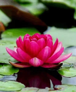Colorful Water Lily Seeds - Easy Grow Live Aquarium Plant Seeds for Freshwater Tanks - Image 1