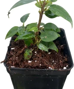 Columnar Weeping Fig Live Plant – Ficus benjamina – 2.5 inch Pot – Indoor - Image 2