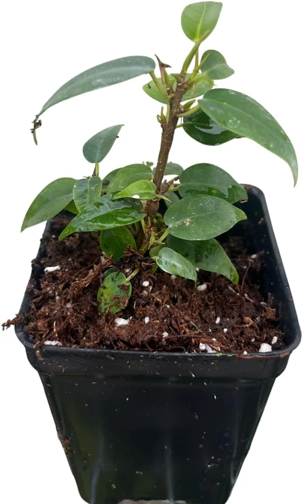 Columnar Weeping Fig Live Plant – Ficus benjamina – 2.5 inch Pot – Indoor - Image 2