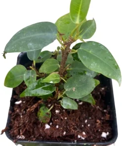 Columnar Weeping Fig Live Plant – Ficus benjamina – 2.5 inch Pot – Indoor - Image 3