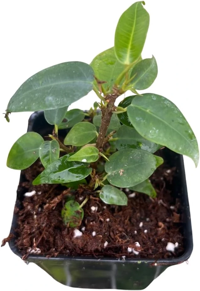 Columnar Weeping Fig Live Plant – Ficus benjamina – 2.5 inch Pot – Indoor - Image 3