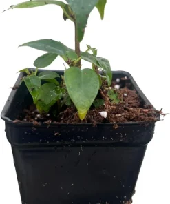 Columnar Weeping Fig Live Plant – Ficus benjamina – 2.5 inch Pot – Indoor - Image 4