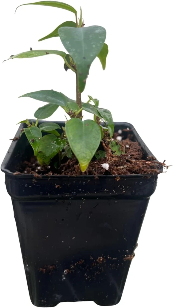 Columnar Weeping Fig Live Plant – Ficus benjamina – 2.5 inch Pot – Indoor - Image 4