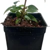 Columnar Weeping Fig Live Plant – Ficus benjamina – 2.5 inch Pot – Indoor - Image 1